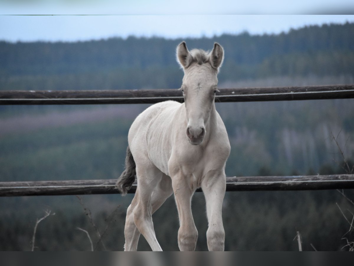 PRE Stallion Foal (02/2024) 16 hh Pearl in Dochamps