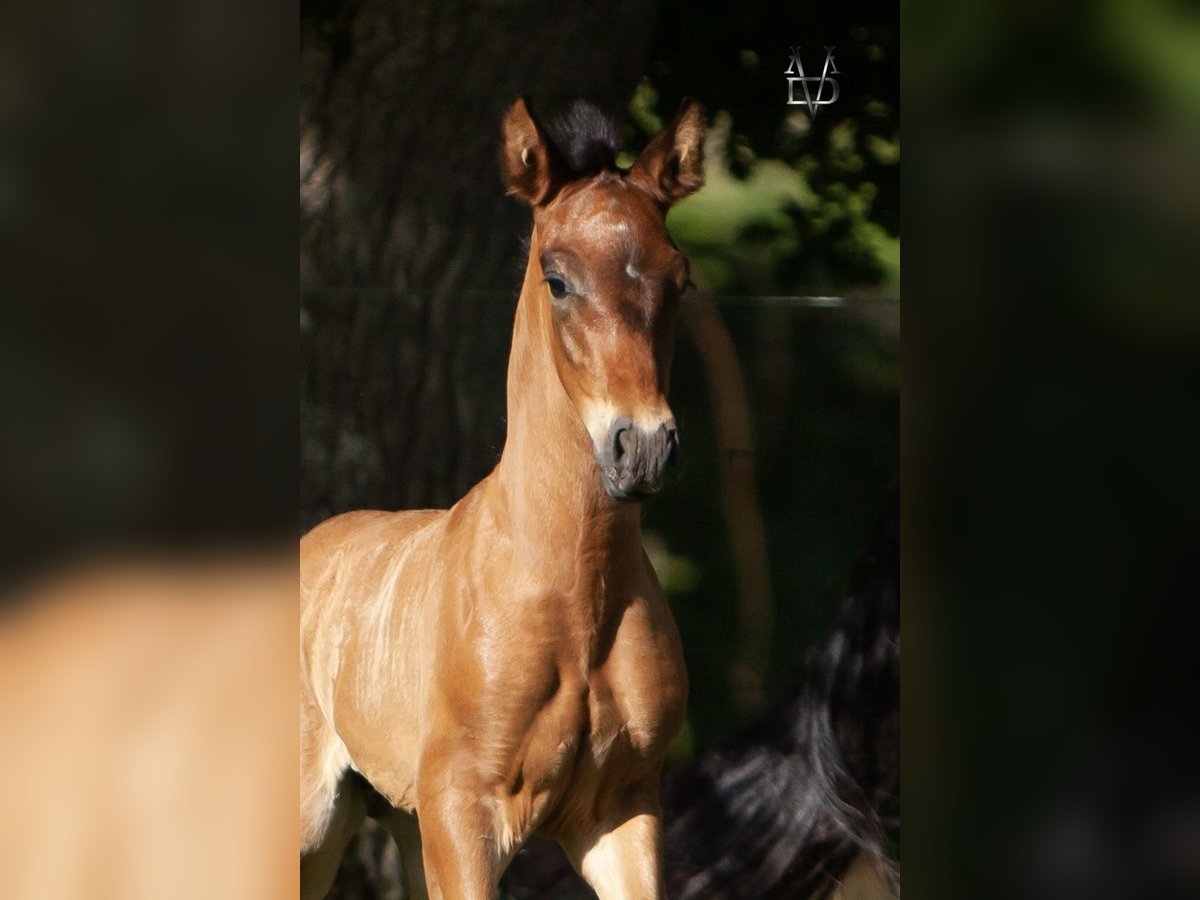 PRE Stallion  16 hh Smoky-Black in La Vespi&#xE8;re-Friardel