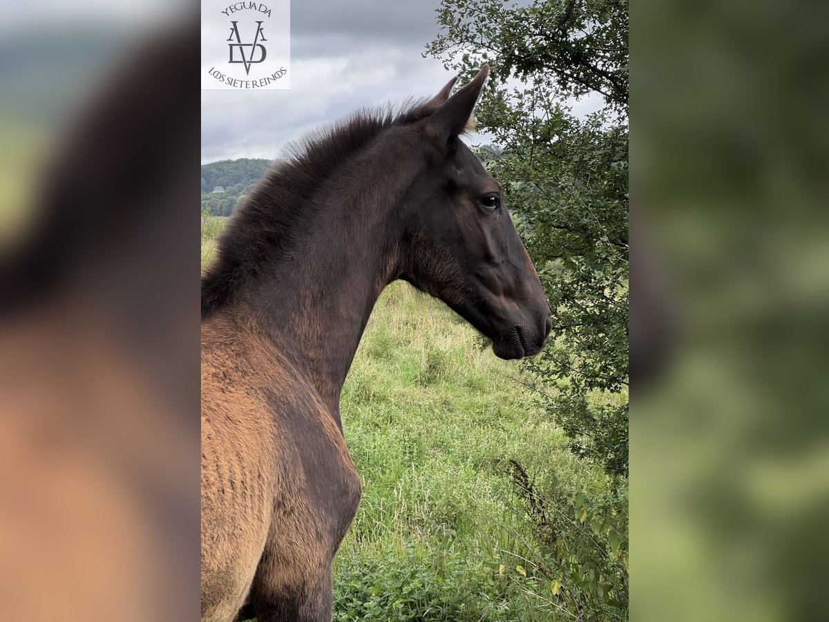 PRE Stallion Foal (03/2025) 16,1 hh Black in La Vespi&#xE8;re-Friardel