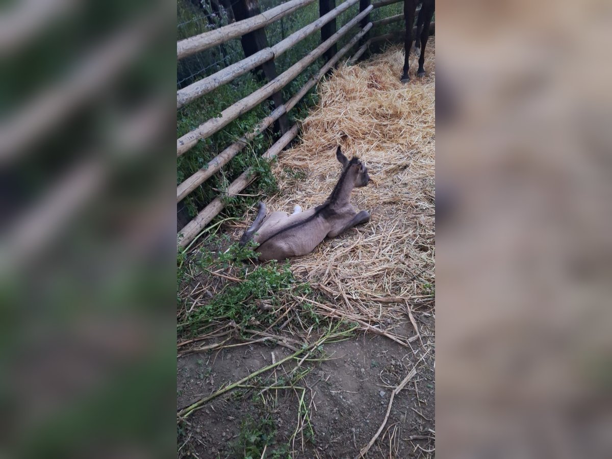 PRE Mix Stallion Foal (04/2025) 16,1 hh Buckskin in Malaga