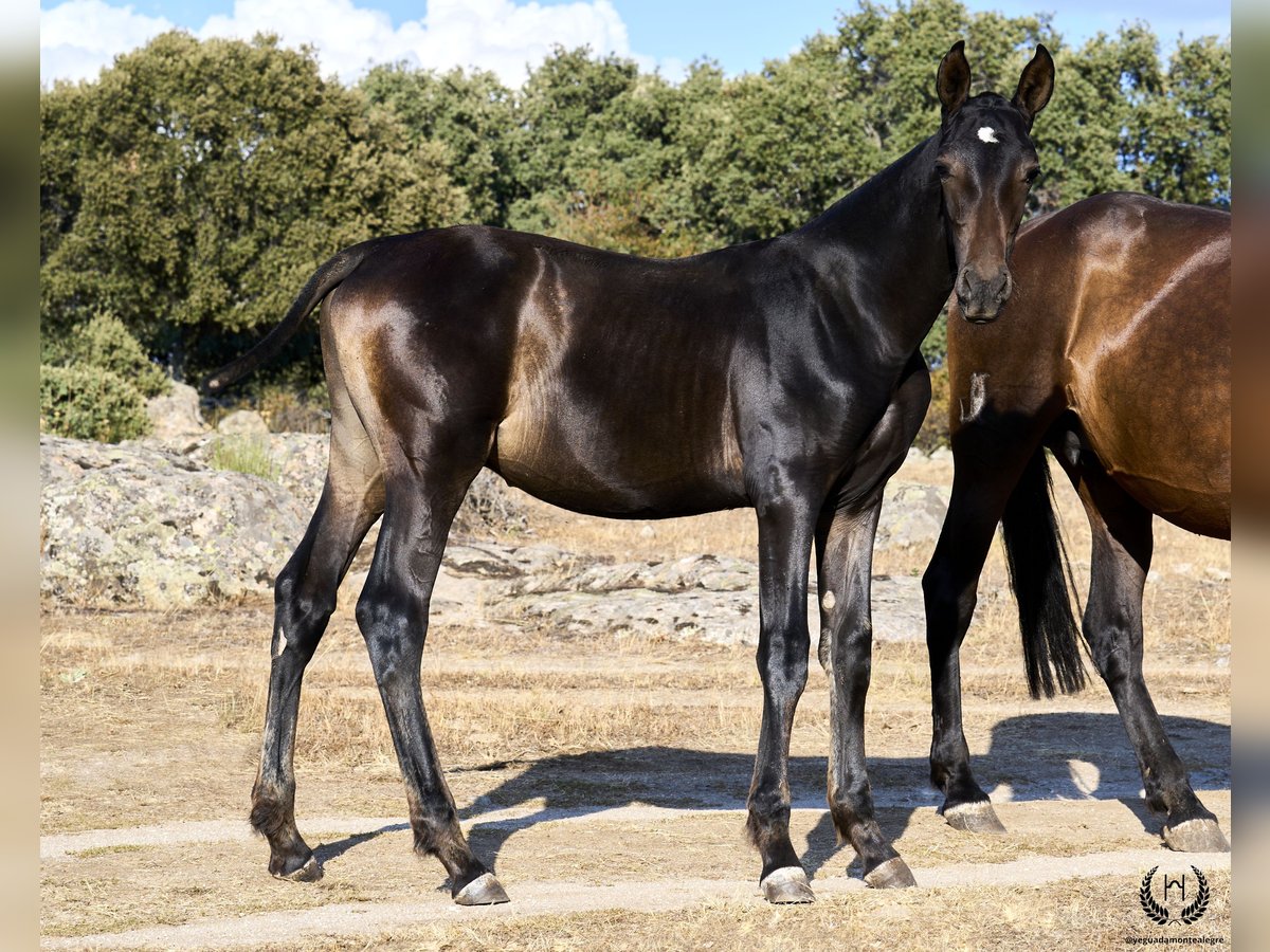 PRE Stallion Foal (04/2024) Bay-Dark in Navalperal De Pinares