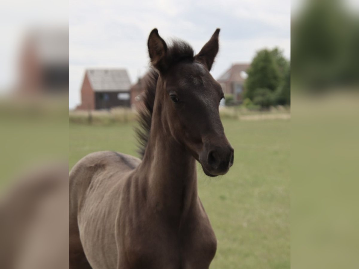 PRE Stallion Foal (01/2025) Black in Pellenberg