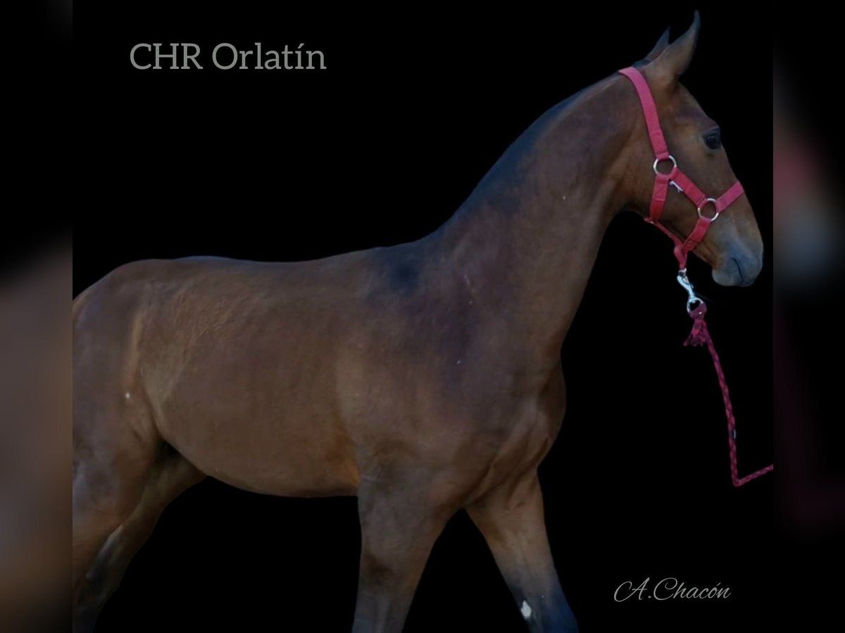 PRE Stallion Foal (04/2024) Brown in Estepa