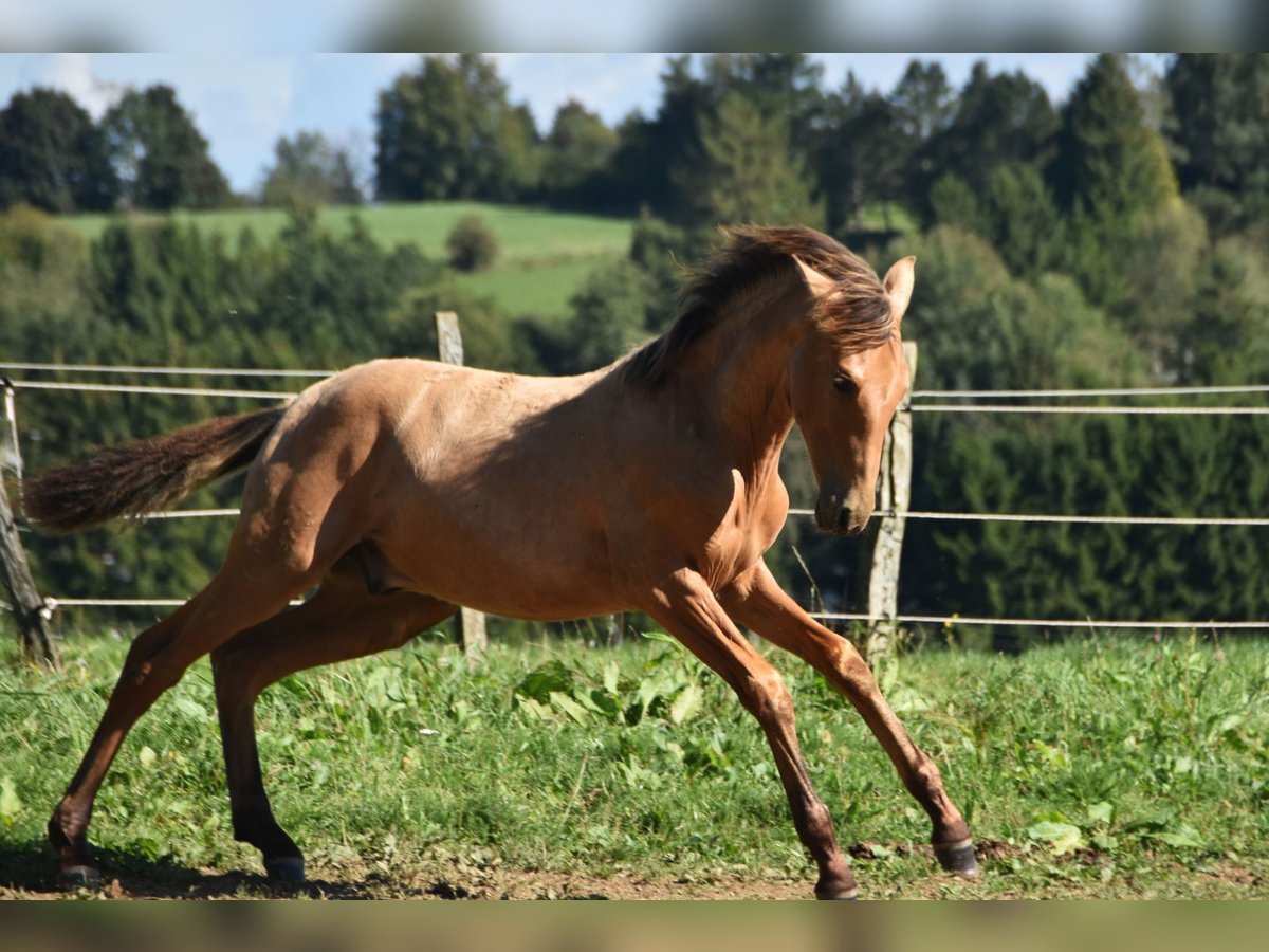 PRE Stallion Foal (03/2023) Buckskin in Dochamps