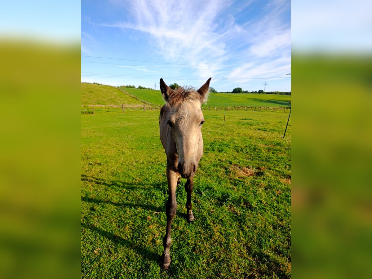 PRE Stallion Foal (06/2025) Buckskin in Gro&#xDF; Schenkenberg