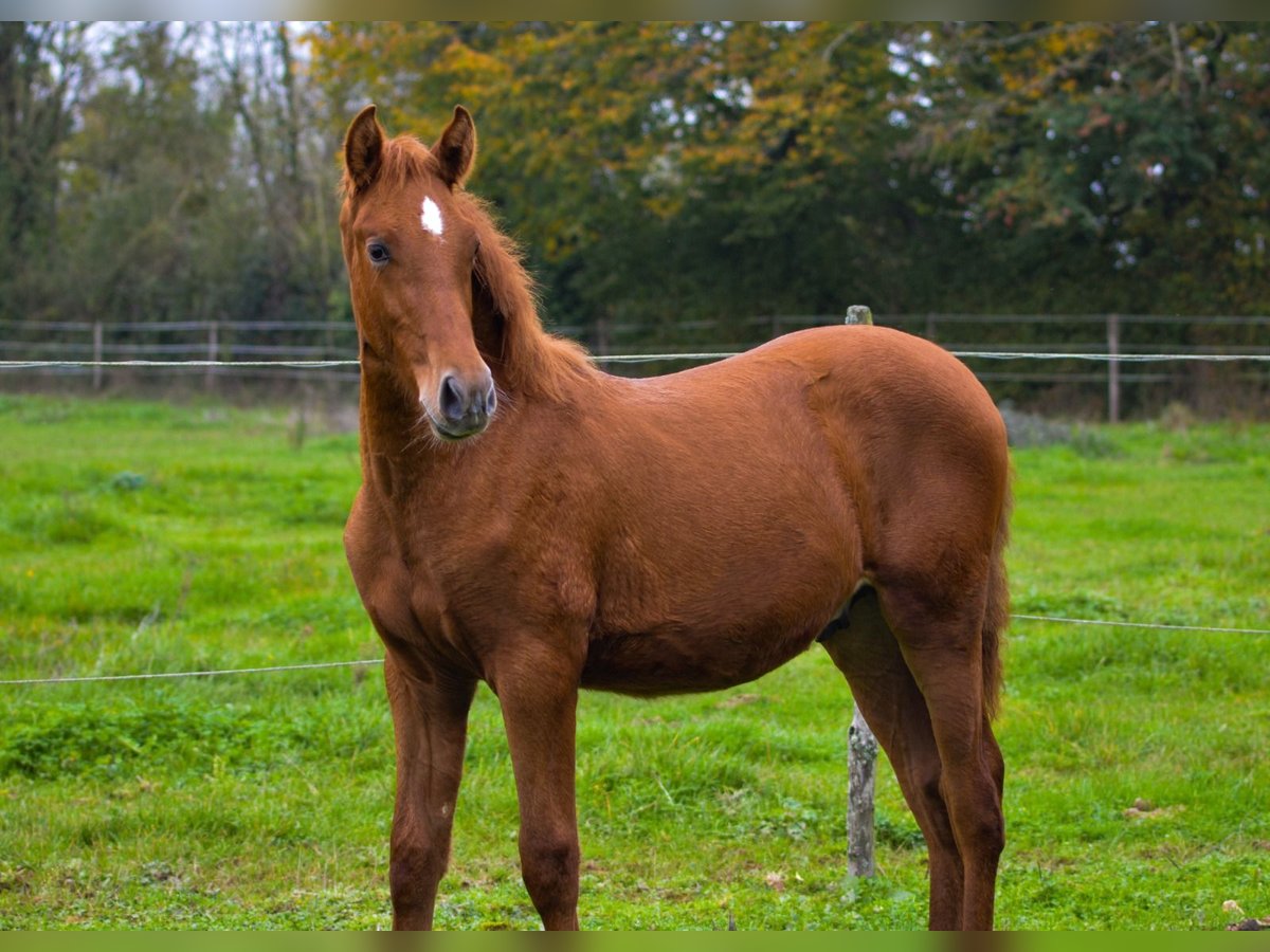 PRE Stallion  Chestnut-Red in Souvigné