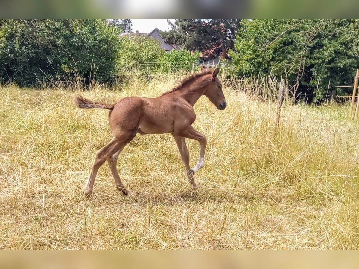 PRE Stallion  Chestnut-Red in Seesen