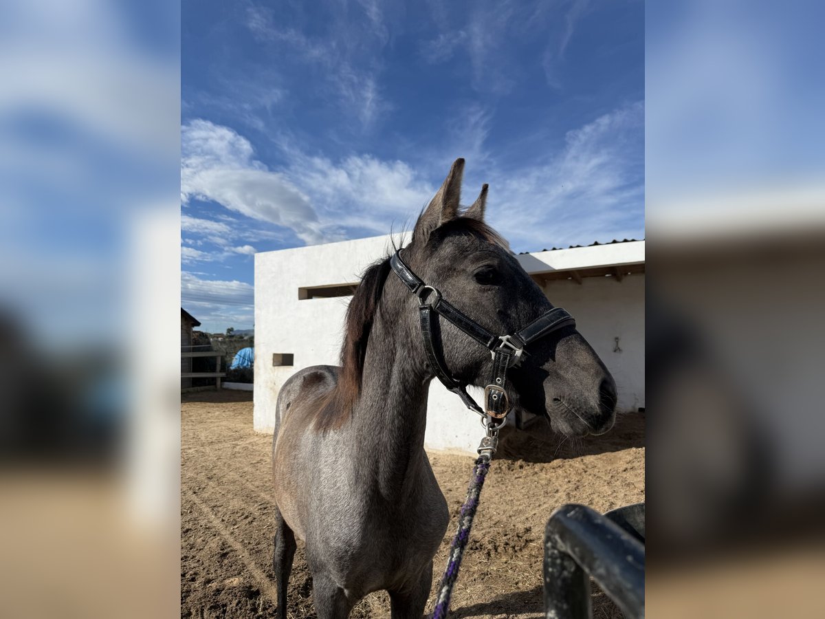 PRE Mix Stallion Foal (03/2025) Grey-Dark-Tan in Teulada