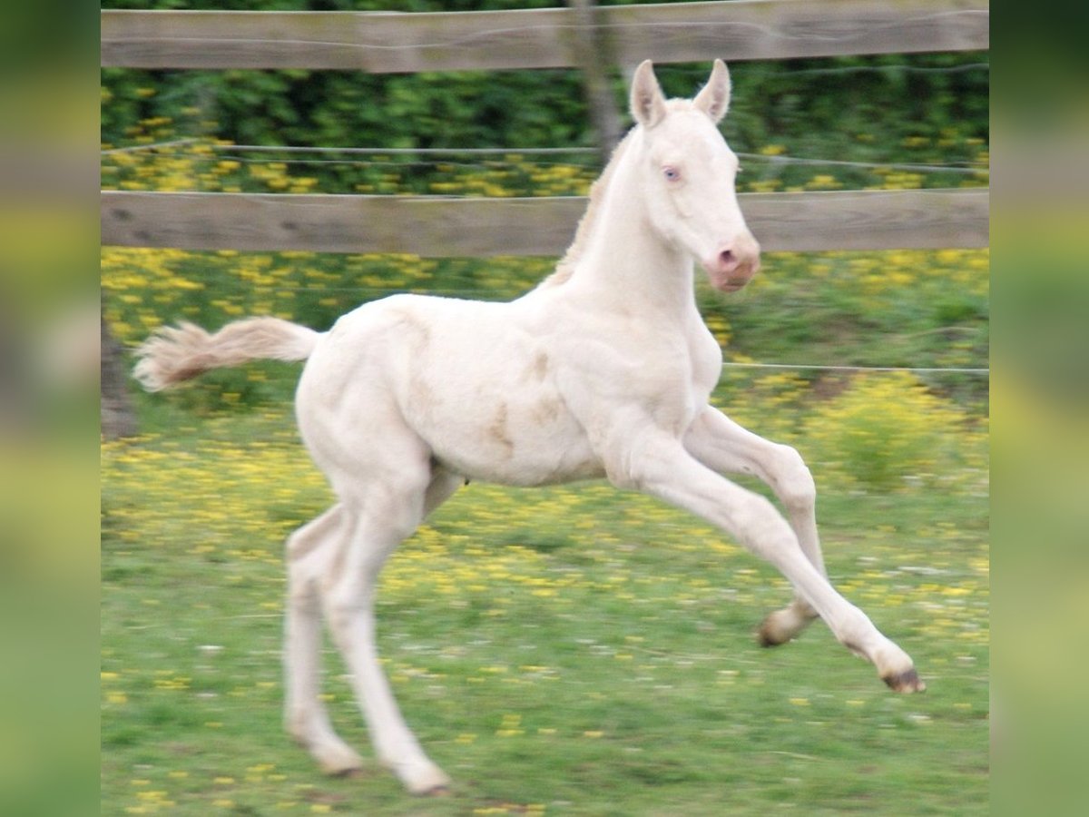 PRE Stallion  Perlino in saint hippolyte