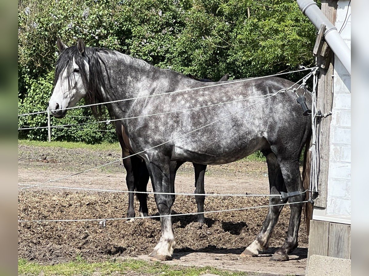 PRE Stallion Gray-Blue-Tan in Daldorf