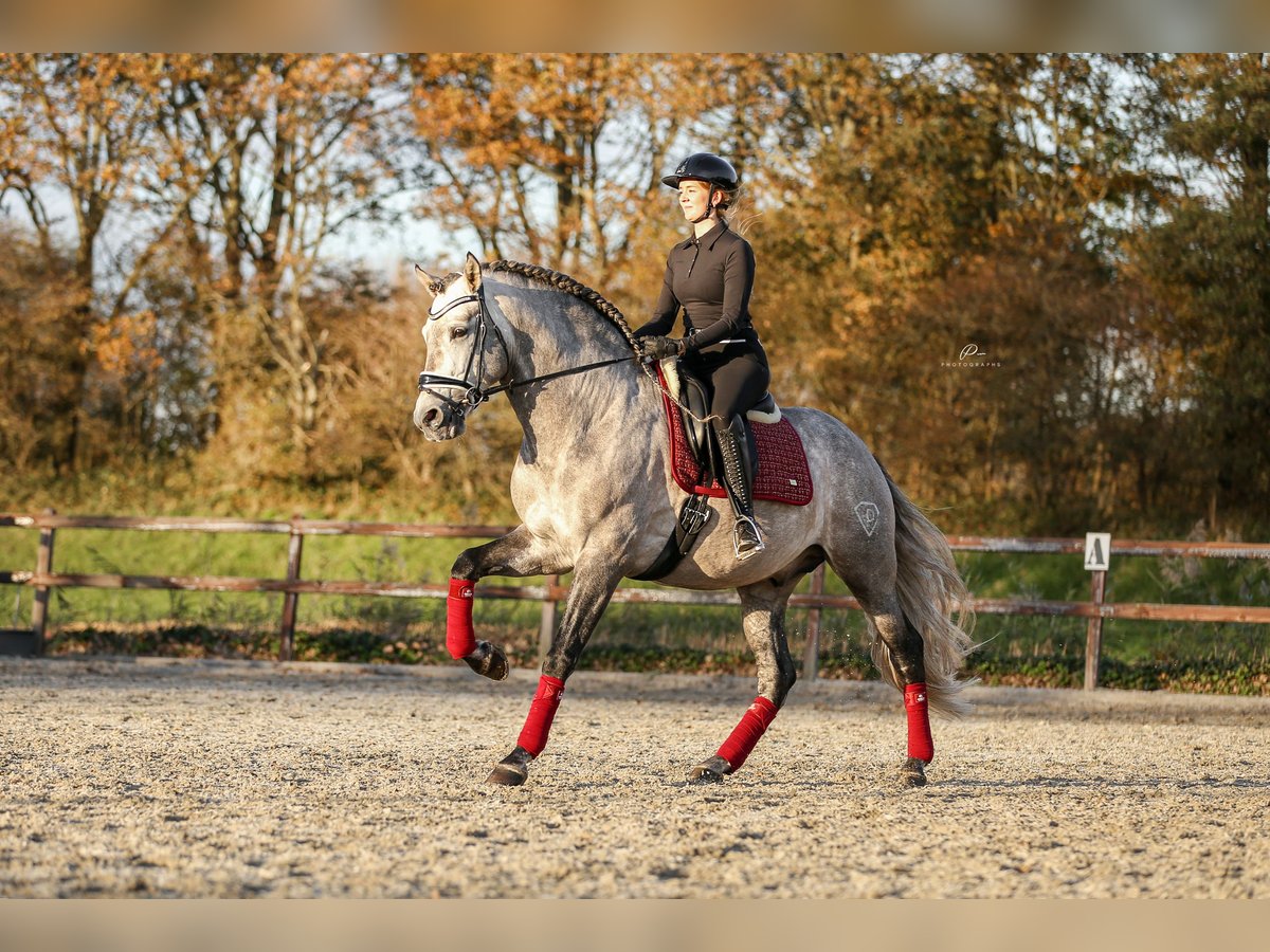 PRE Stallion Gray-Dapple in Bad Zwischenahn