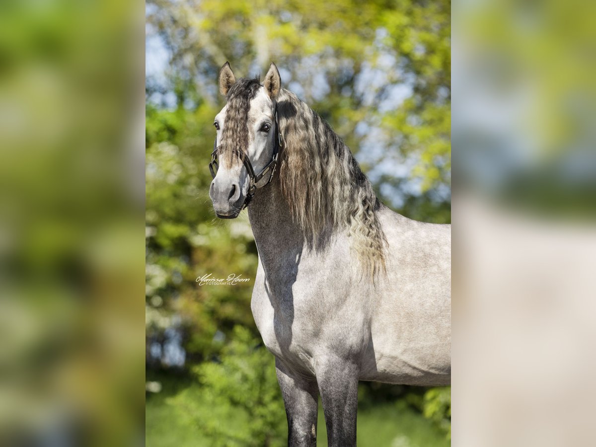 PRE Stallion Gray-Dapple in Bad Zwischenahn