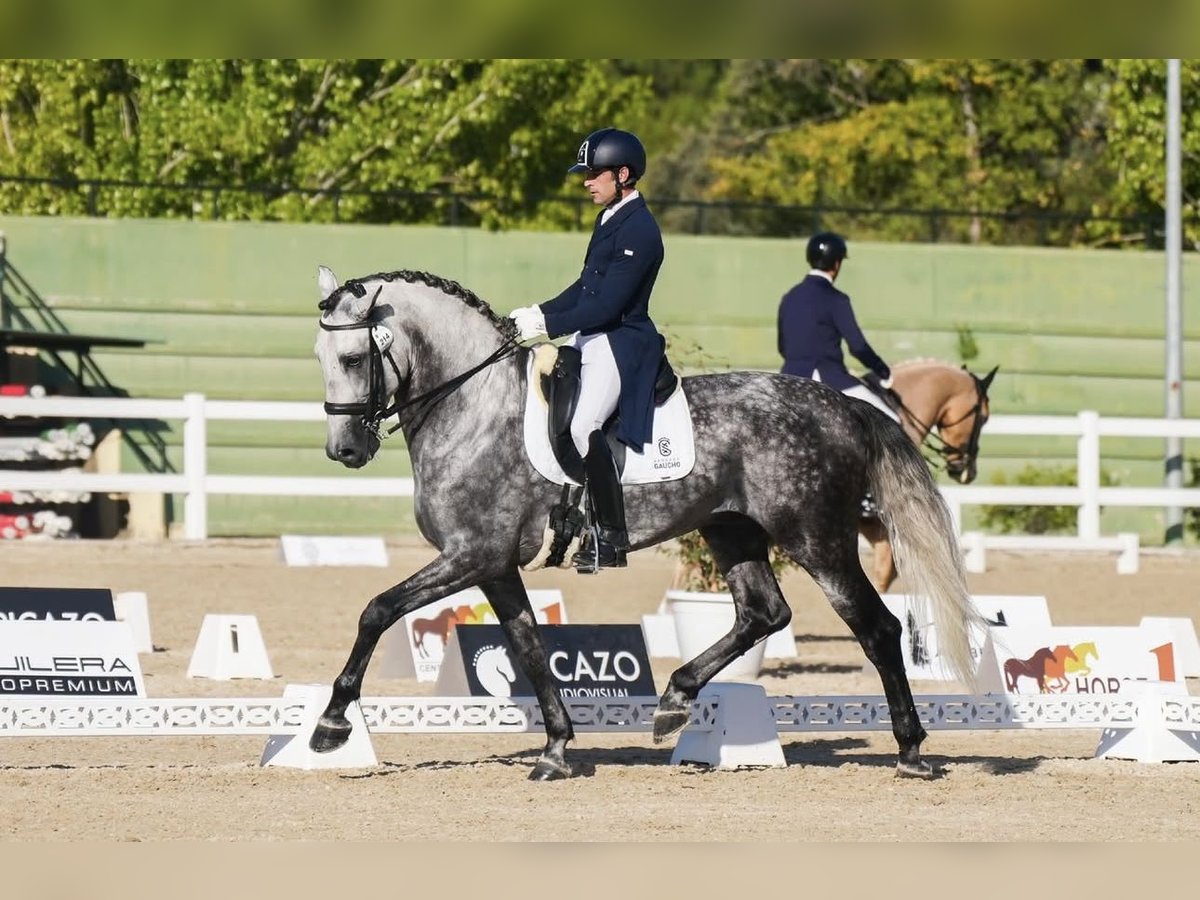 PRE Stallion Gray-Dapple in Getxo