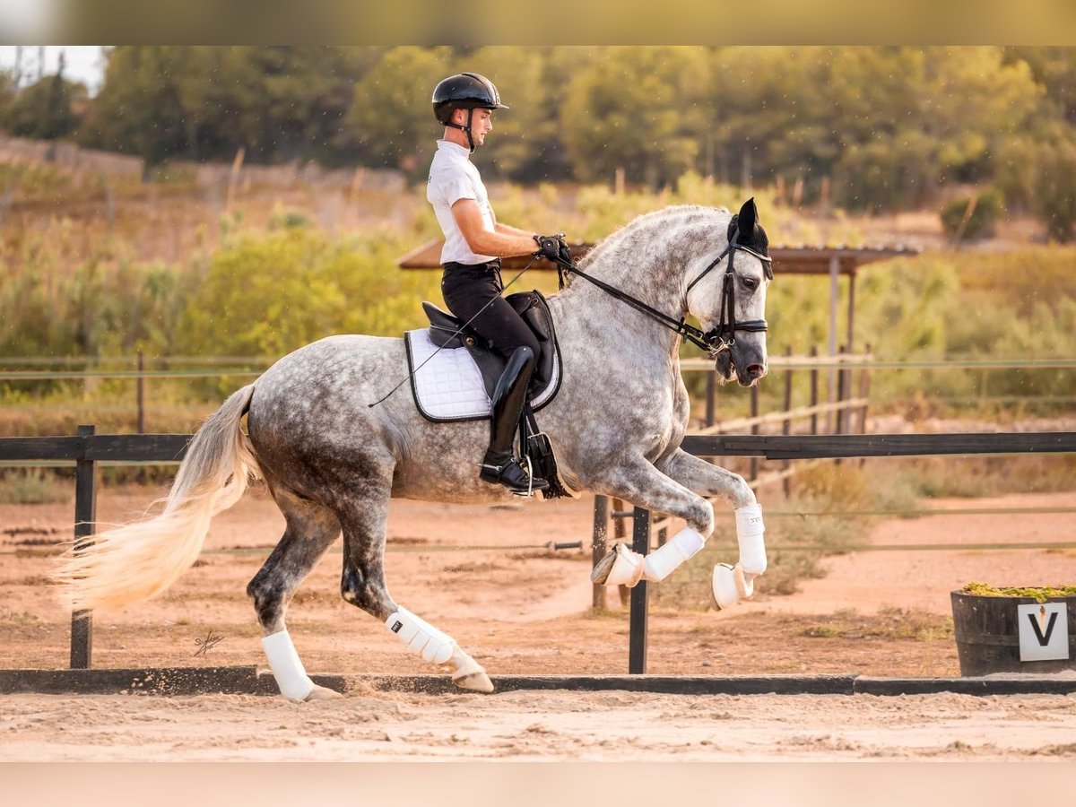 PRE Stallion Gray in caumont