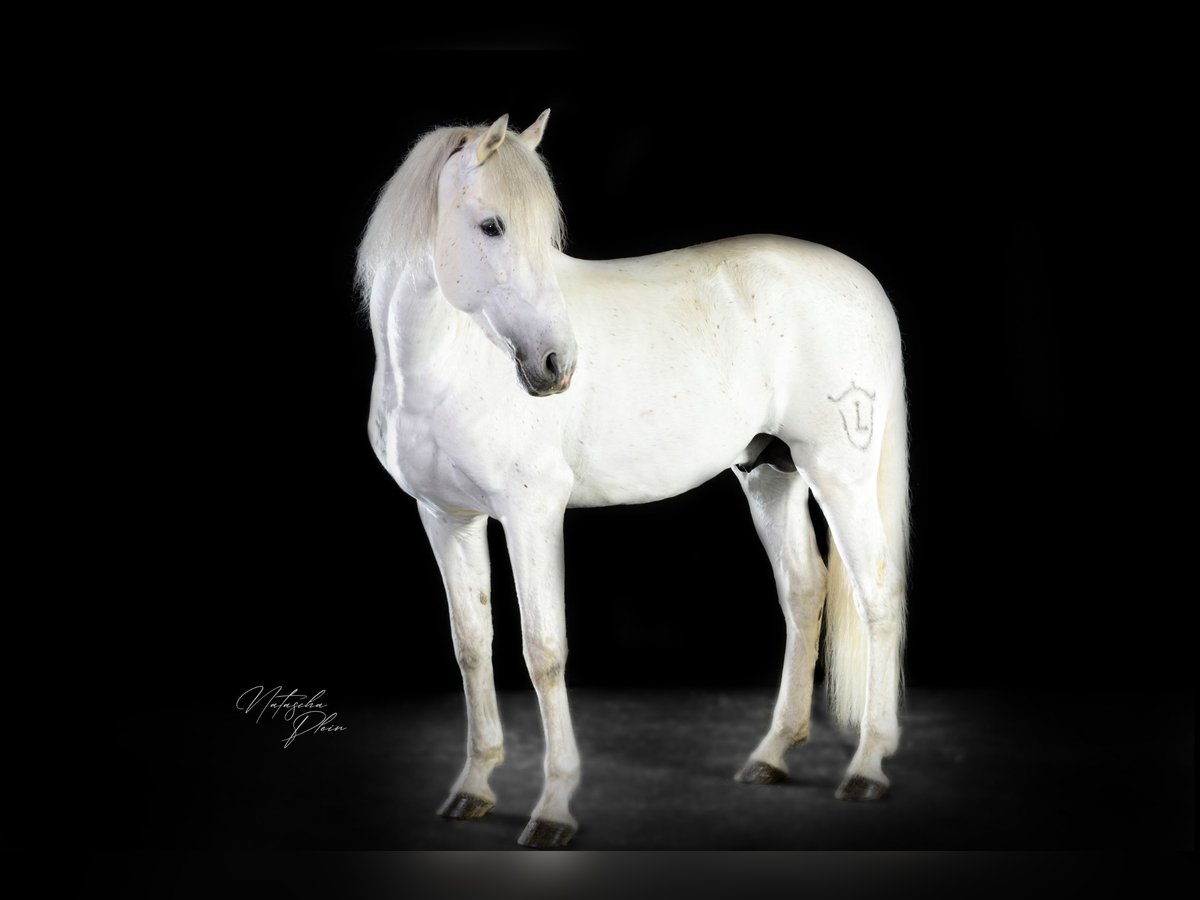 PRE Stallion Gray in Wiesbaden