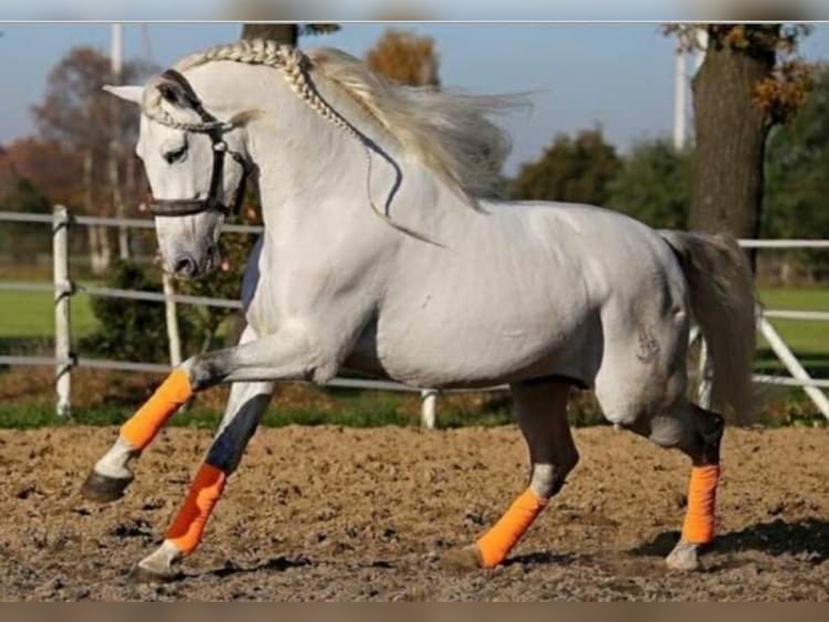 PRE Stallion Gray in Hamburg Billbrook