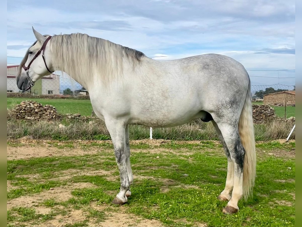 PRE Stallion Gray-Fleabitten in Herrera Del Duque