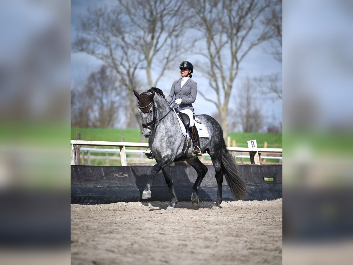 PRE Stallion Grey-Blue-Tan in Heemskerk