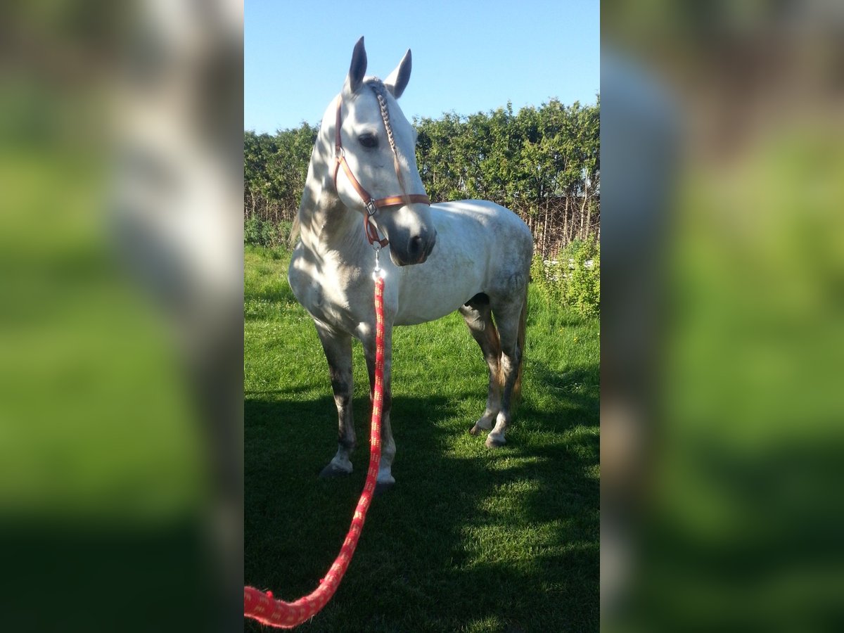PRE Stallion Grey-Dapple in Petersberg