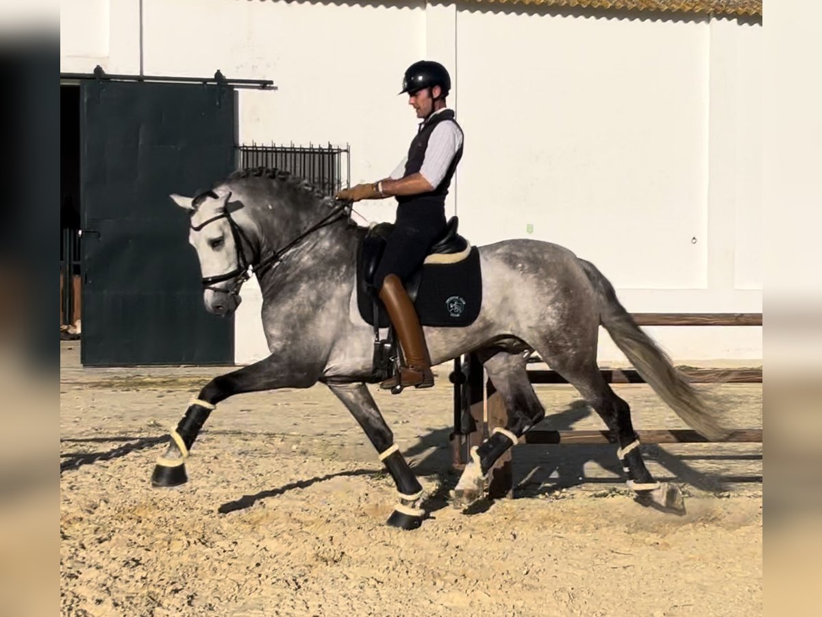PRE Stallion Grey-Dapple in Jerez De La Frontera