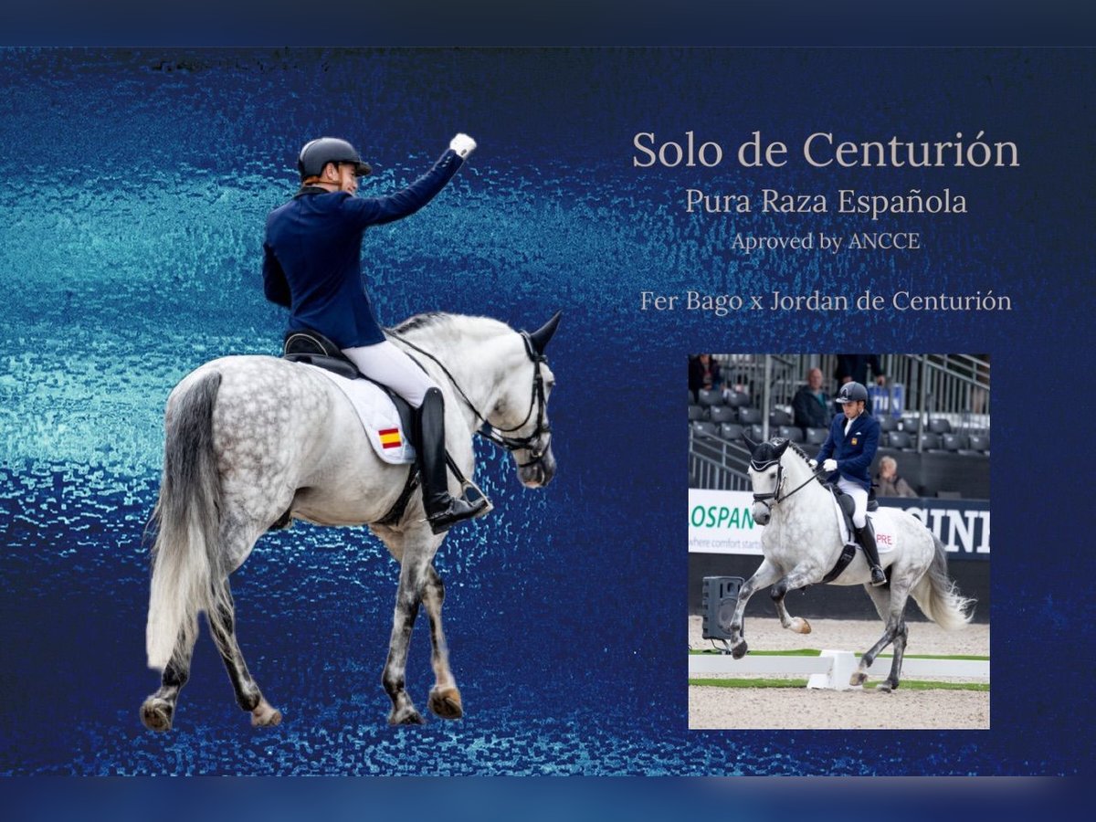 PRE Stallion Grey in Utiel