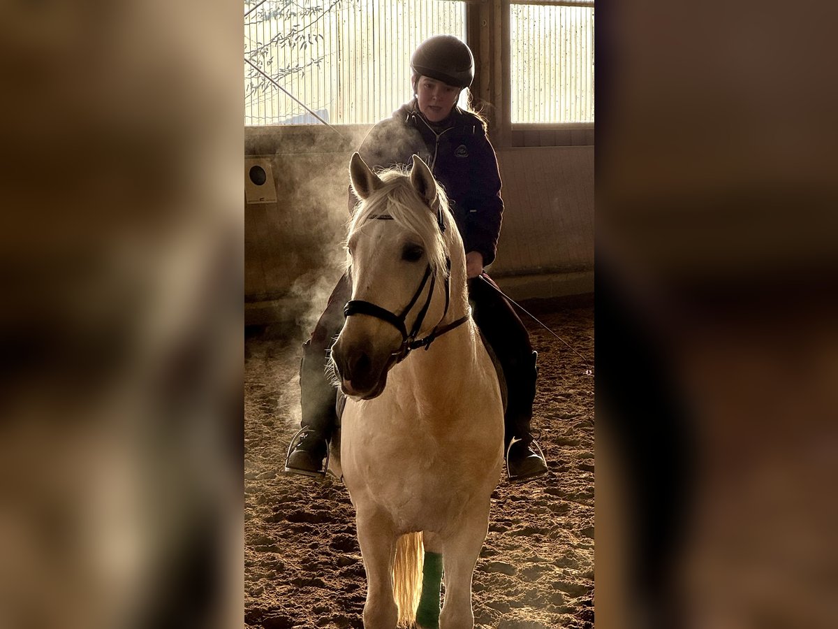 PRE Stallion Palomino in Filderstadt