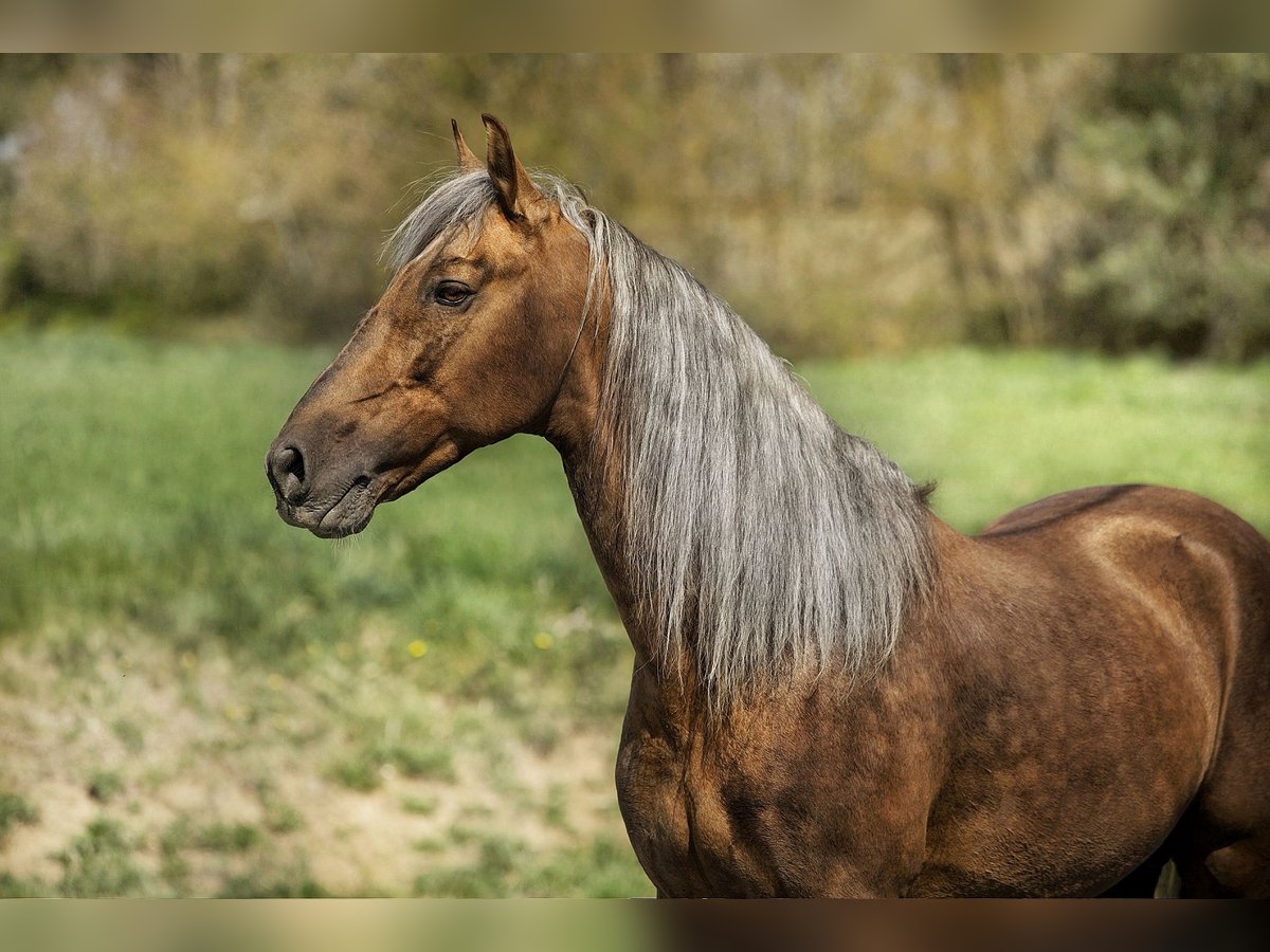PRE Stallion Palomino in Haltern am See