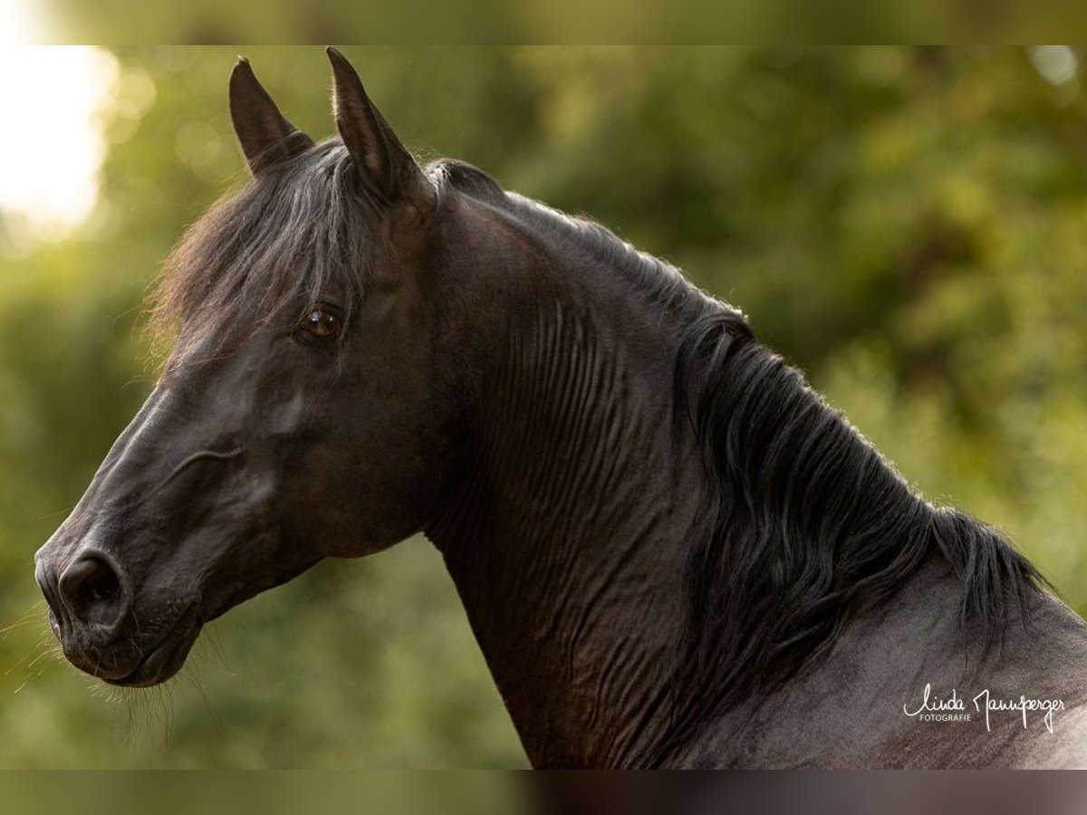 PRE Stallion Pearl in Feuchtwangen