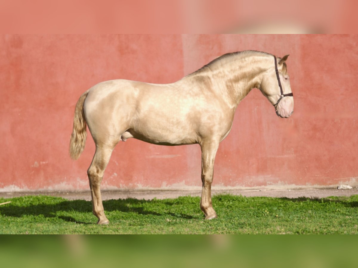 PRE Stallion Pearl in NAVAS DEL MADRONO
