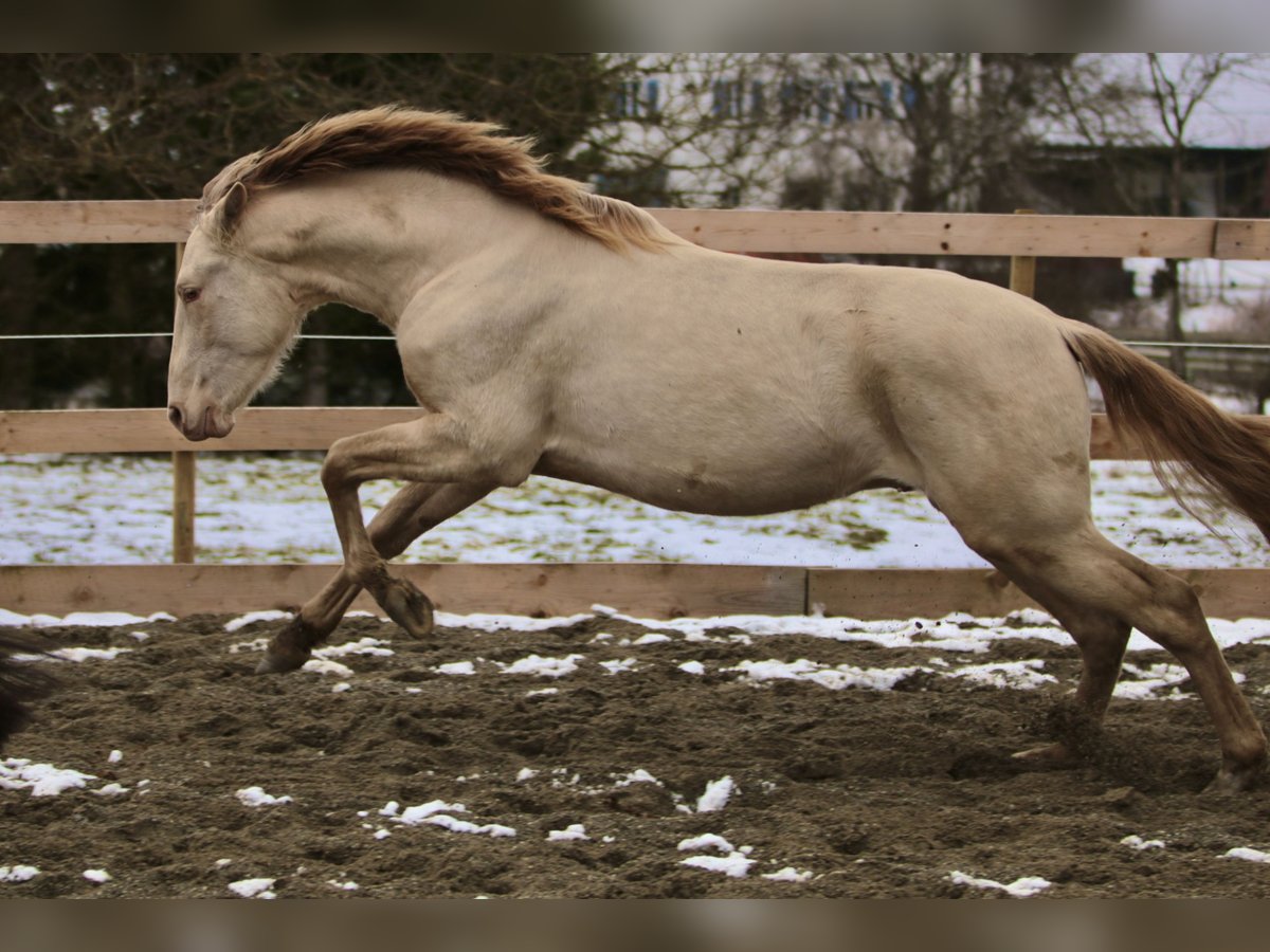 PRE Stallion Pearl in Stockach