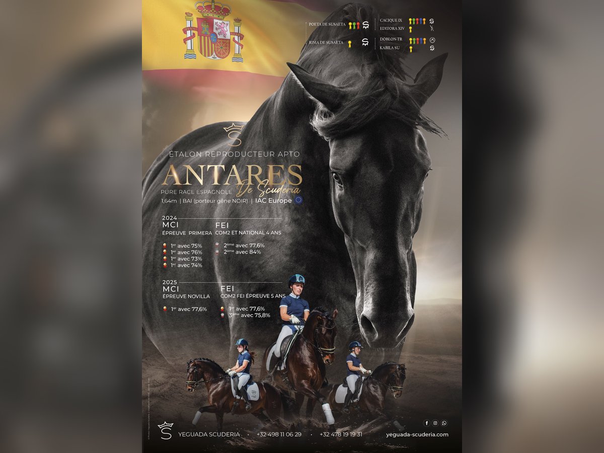 PRE Stallion Smoky-Black in Jemeppe sur sambre