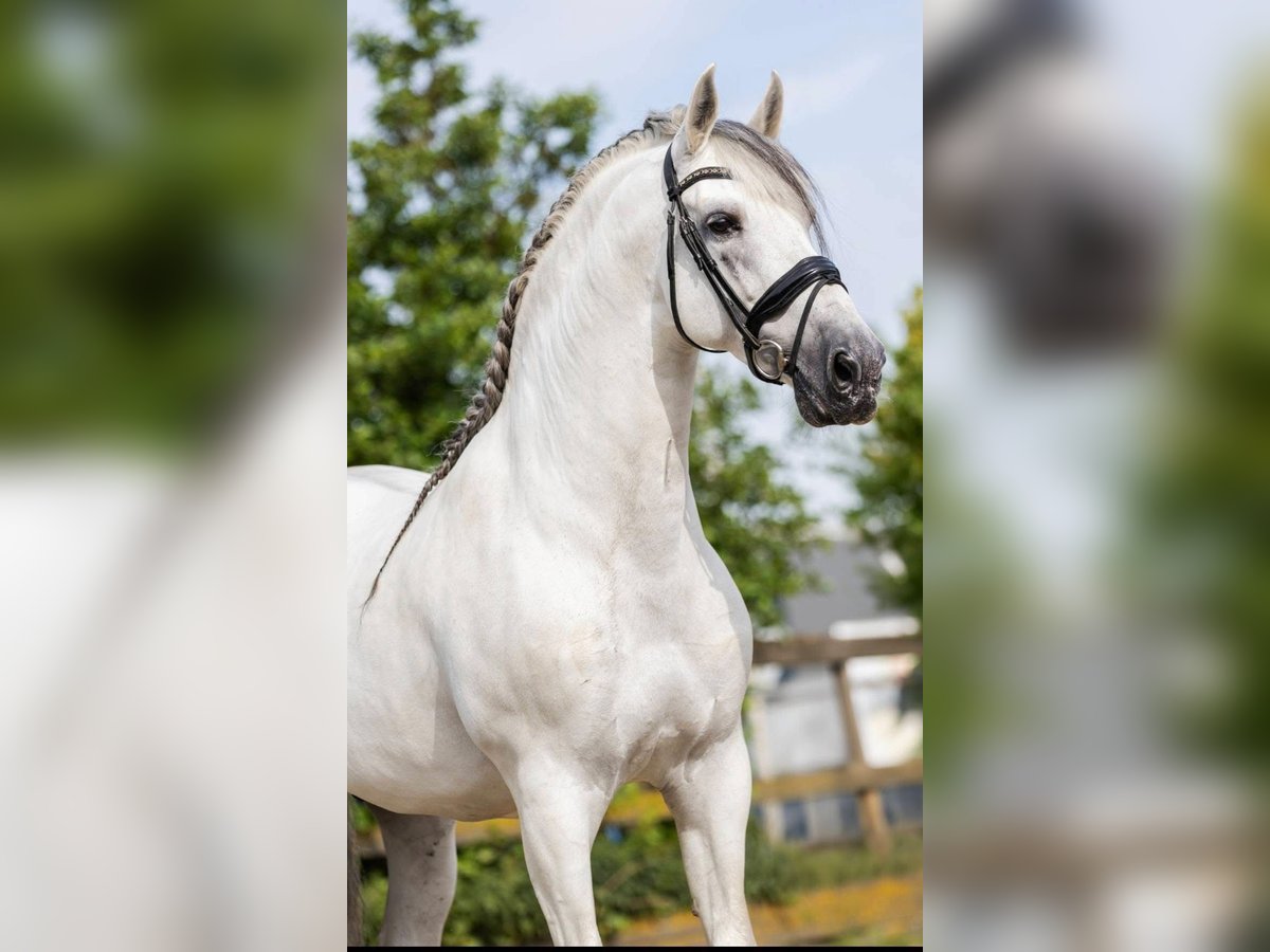 PRE Mix Stallone 10 Anni 173 cm Grigio in Sm