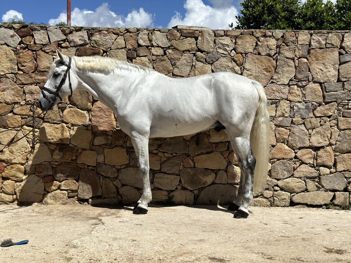 PRE Mix Stallone 11 Anni 168 cm Grigio in Las Piñas