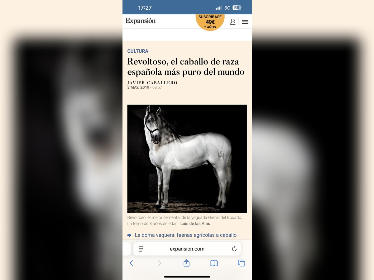 PRE Stallone 12 Anni 165 cm Grigio in Torreperogil