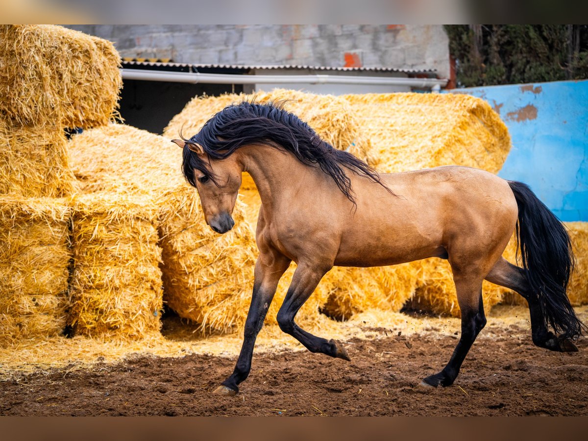 PRE Stallone 15 Anni 163 cm Falbo in Valencia