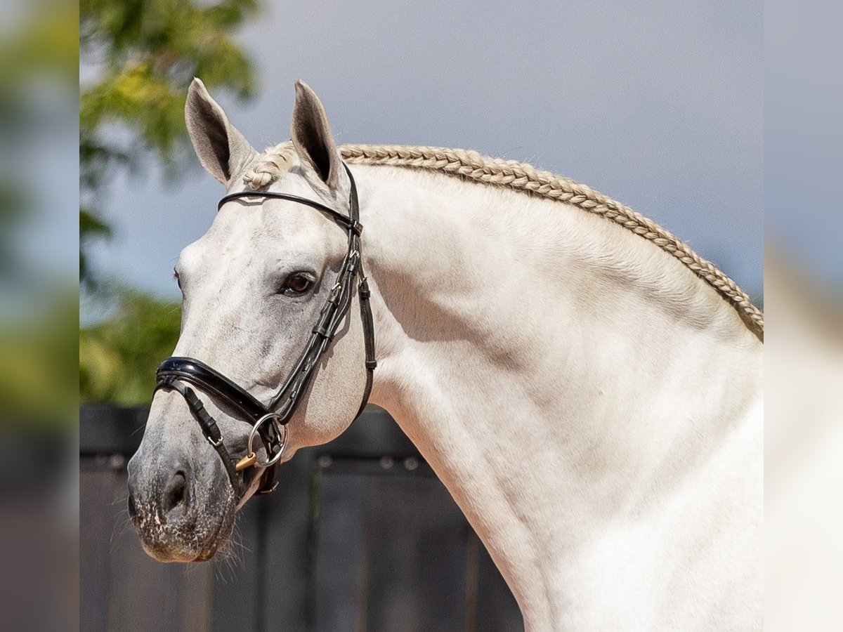 PRE Mix Stallone 15 Anni 168 cm Grigio in Guimar&#xE3;es