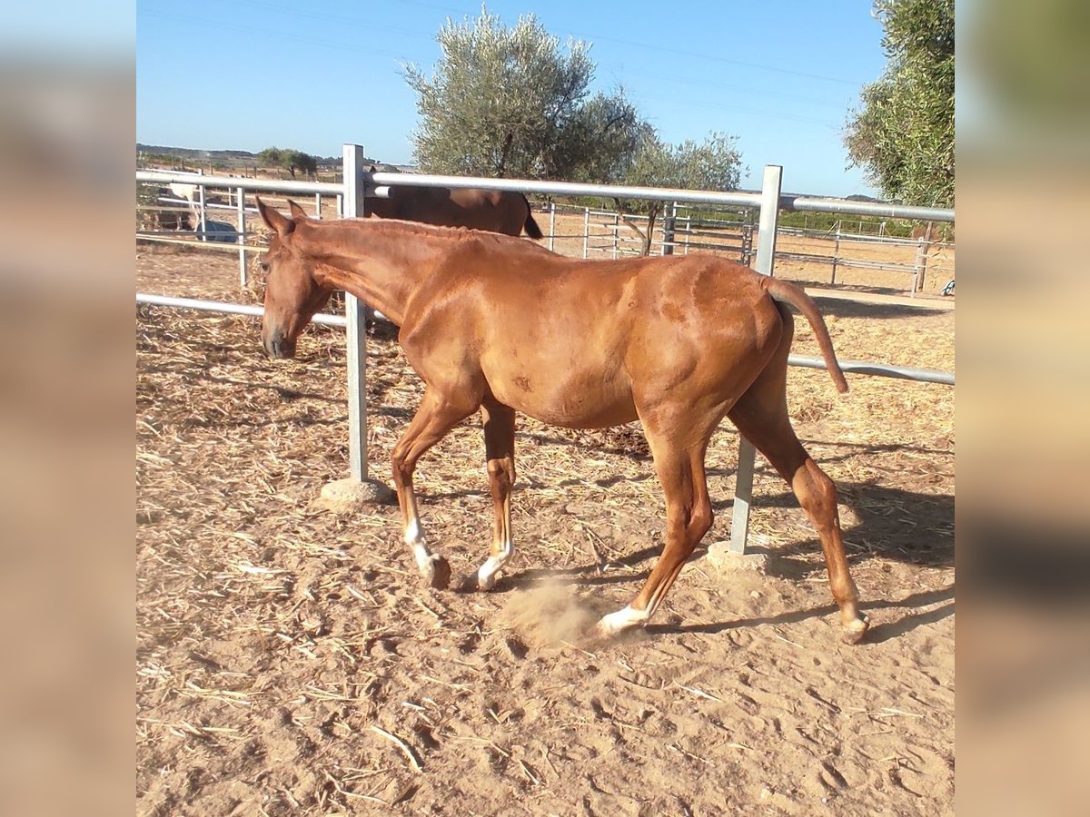 PRE Mix Stallone 1 Anno 142 cm Sauro in Rociana Del Condado