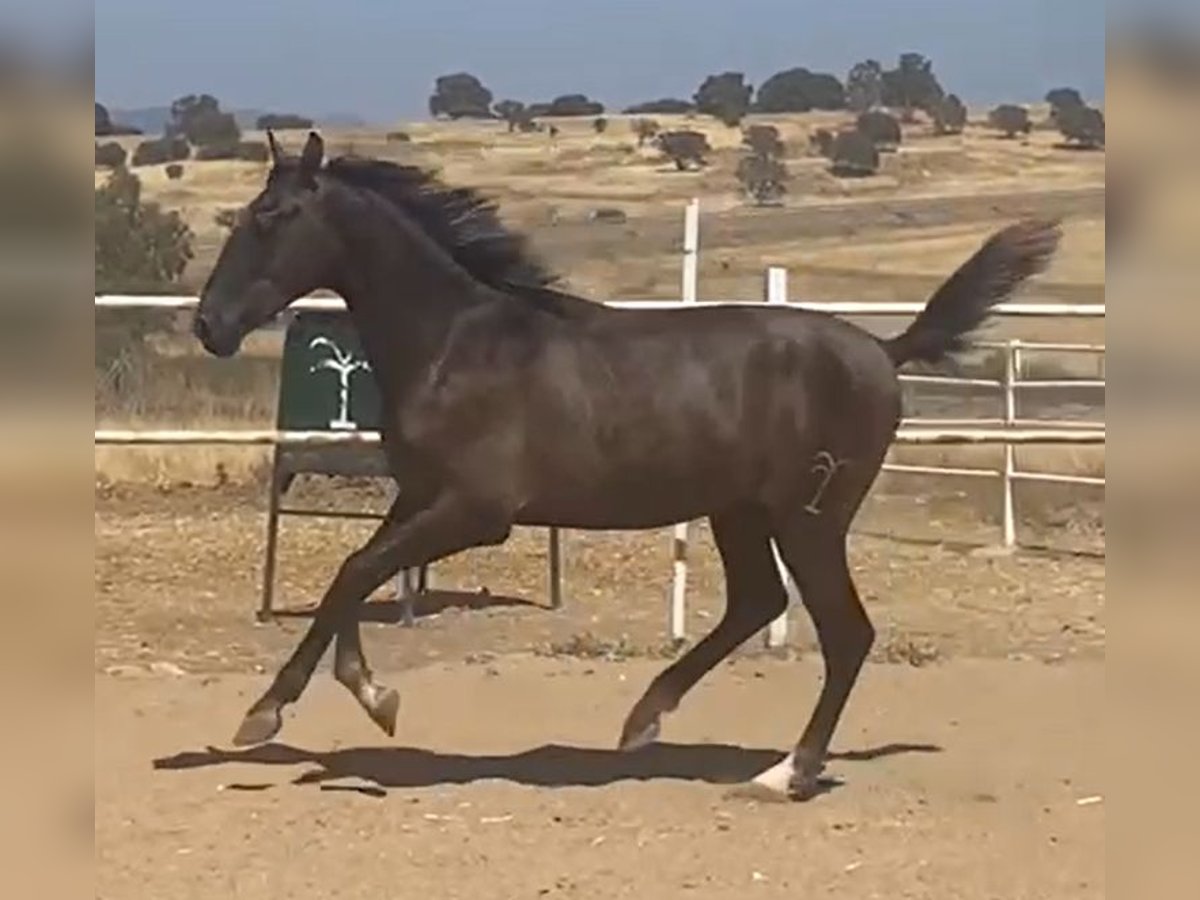 PRE Stallone 1 Anno 161 cm Grigio in Navalvillar De Pela