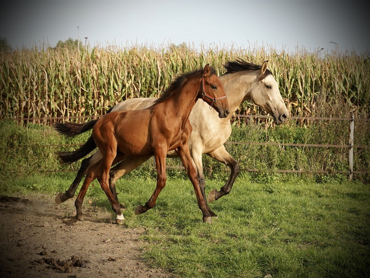 PRE Stallone 2 Anni 140 cm Sauro scuro in HEUVELLAND