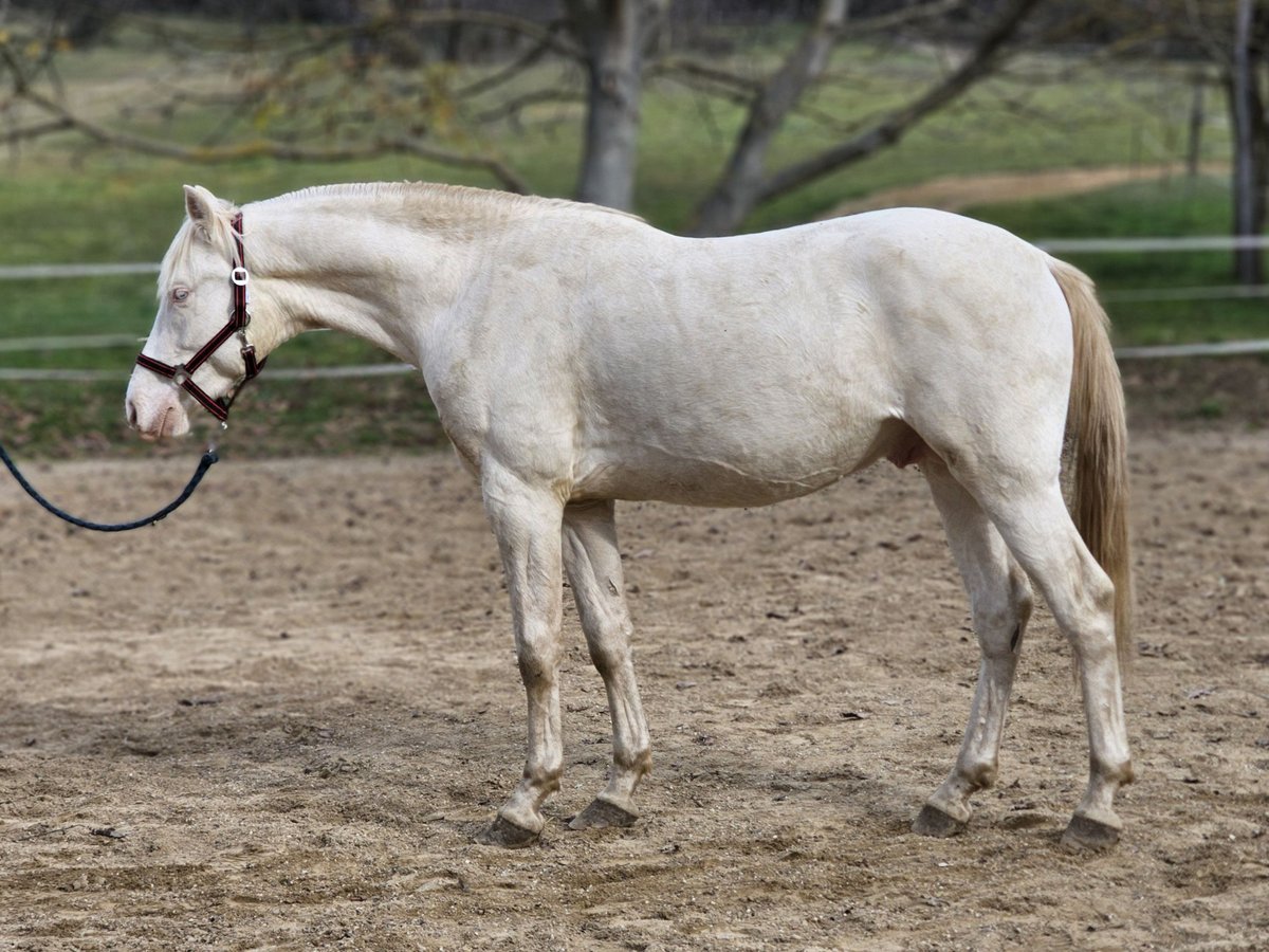PRE Mix Stallone 2 Anni 153 cm Perlino in Visz