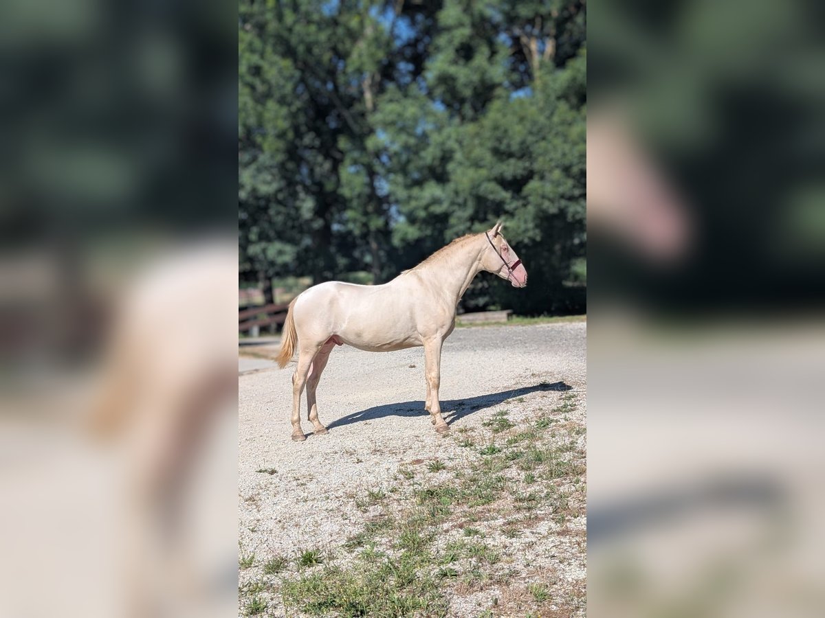 PRE Mix Stallone 2 Anni 156 cm Perlino in Caumont