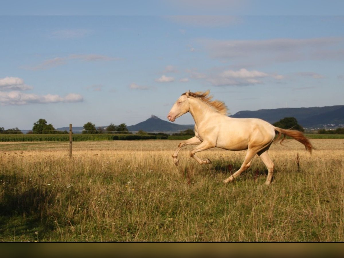 PRE Mix Stallone 2 Anni 160 cm Perlino in Balingen