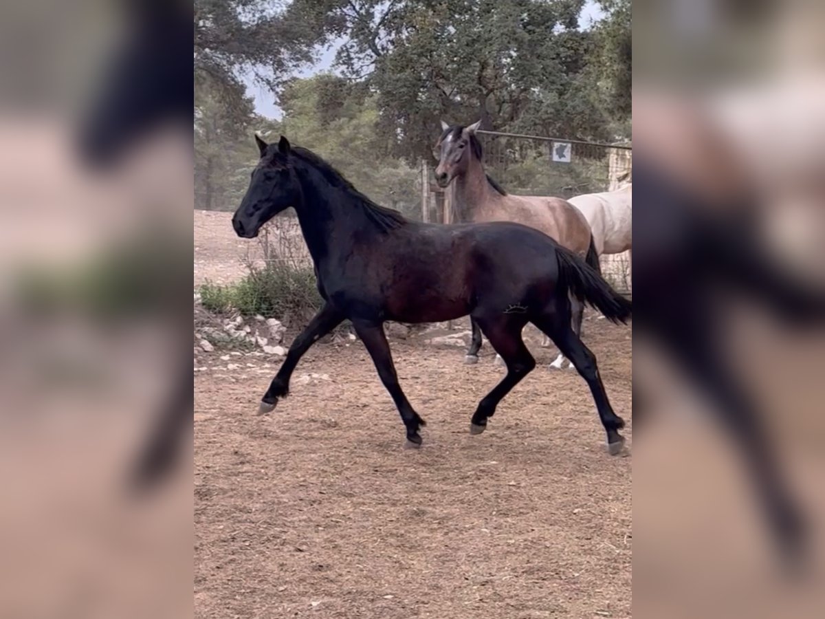 PRE Stallone 2 Anni 166 cm Morello in El Catllar