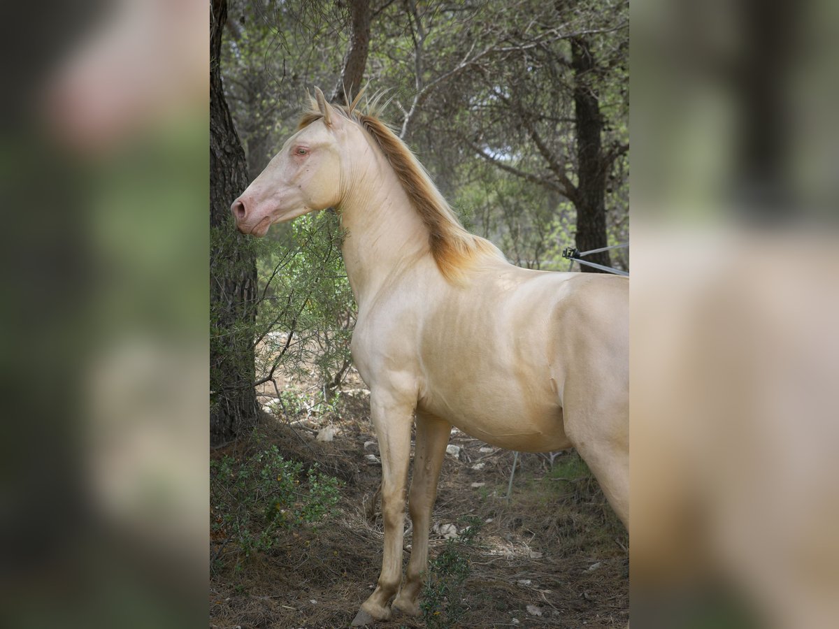 PRE Stallone 2 Anni 167 cm Perlino in Alcoi/Alcoy