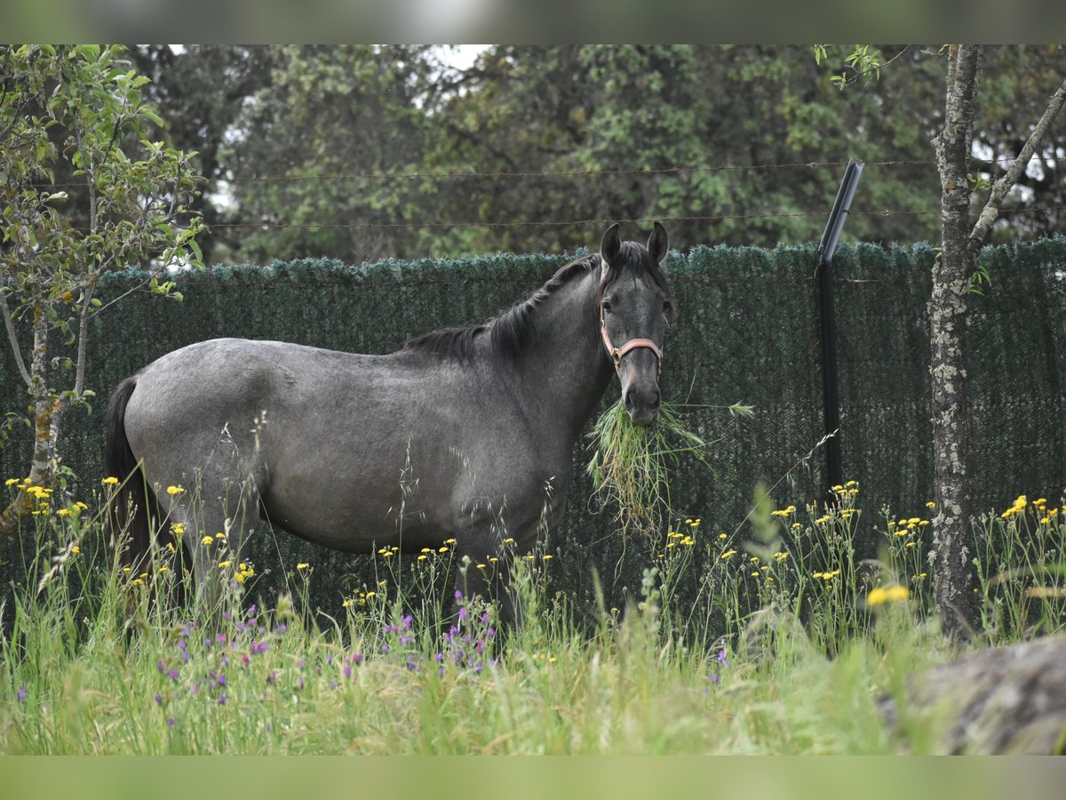 PRE Mix Stallone 2 Anni 174 cm Grigio in El Real De La Jara, Sevilla
