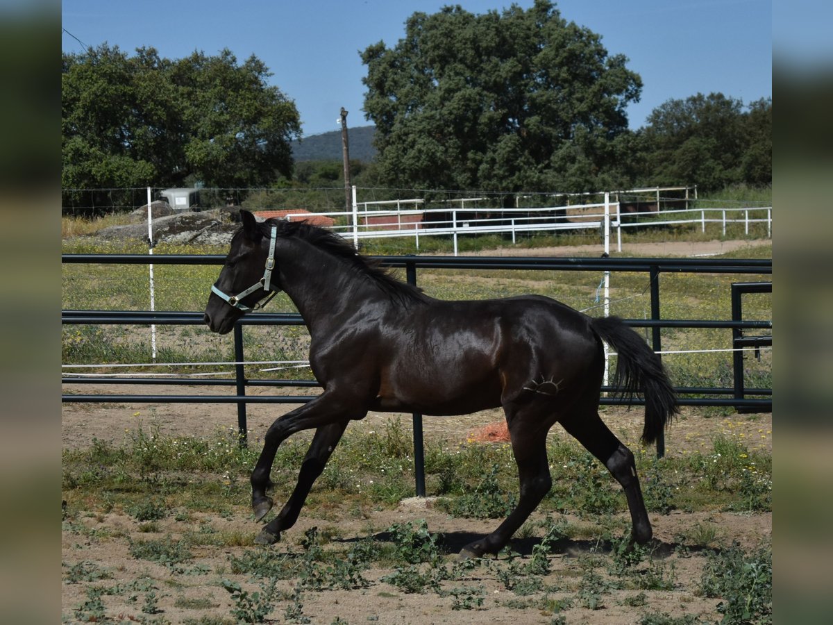 PRE Stallone 2 Anni 174 cm Morello in El Real De La Jara, Sevilla PRE Stallone 2 Anni 174 cm Morello in El Real De La Jara, Sevilla