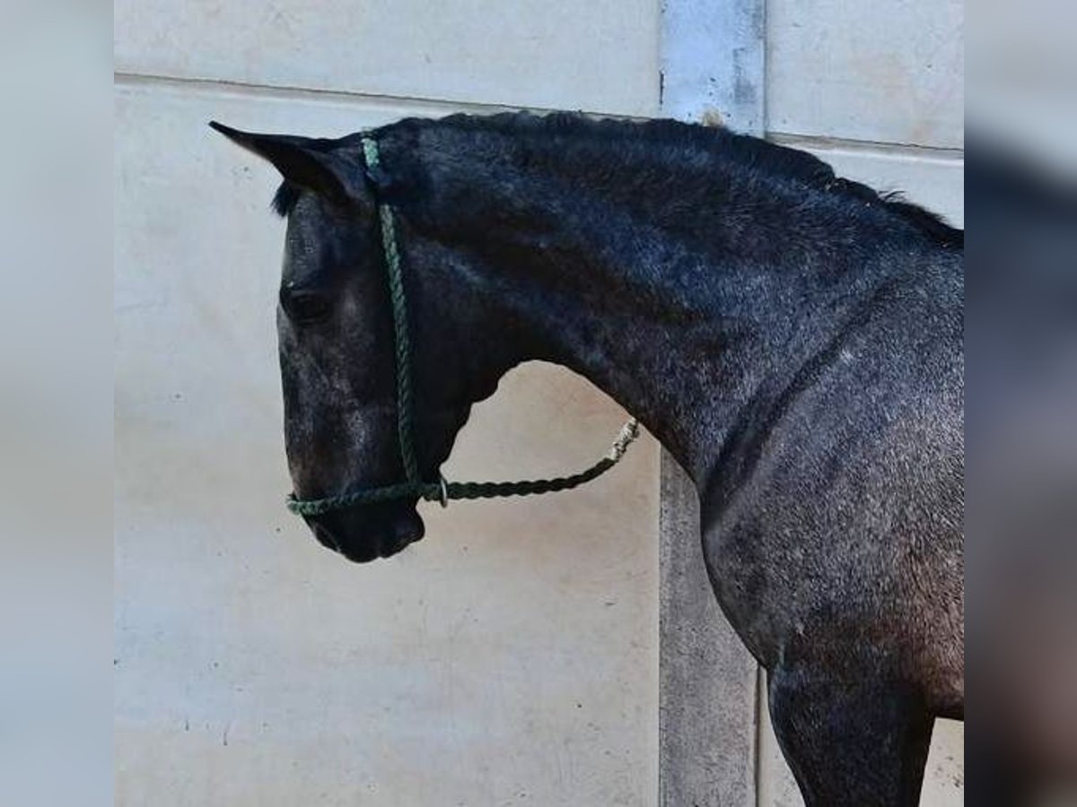 PRE Mix Stallone 2 Anni Grigio in DOLORES DE PACHECO-MURCIA