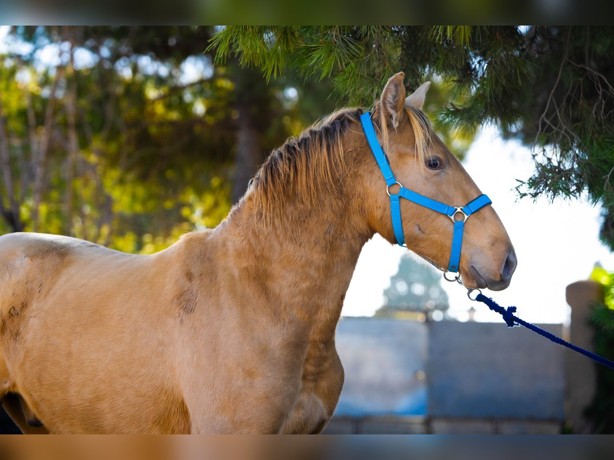 PRE Mix Stallone 3 Anni 155 cm Champagne in Rafelguaraf