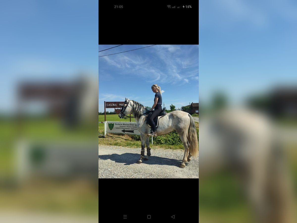 PRE Mix Stallone 3 Anni 155 cm Grigio in Milano