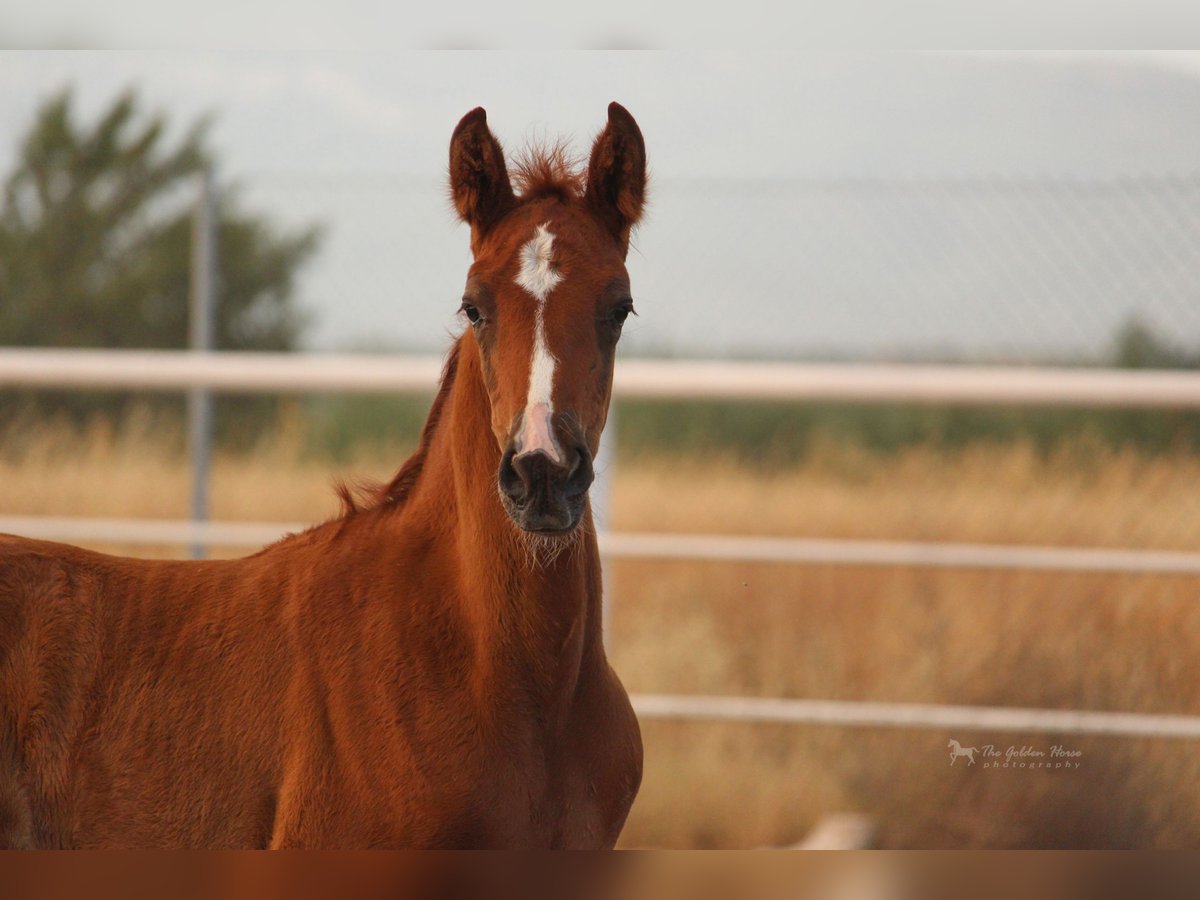 PRE Mix Stallone 3 Anni 155 cm Sauro in Rafelguaraf